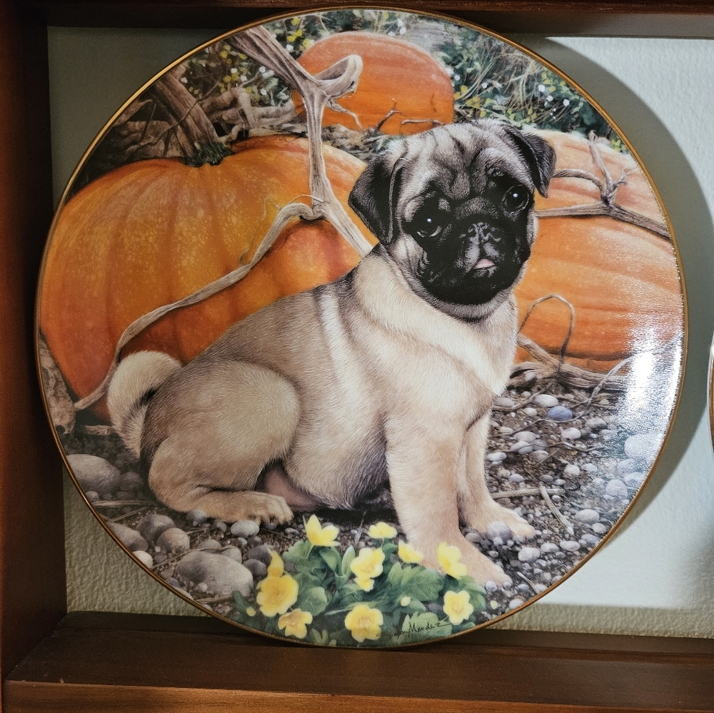 Pug collectors plate